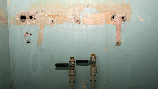Best Water damage restoration mold remediation  in Rolla, ND